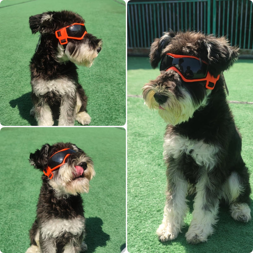 PETLESO lunettes chien activités-extérieures, idéales pour promenades et randonnées