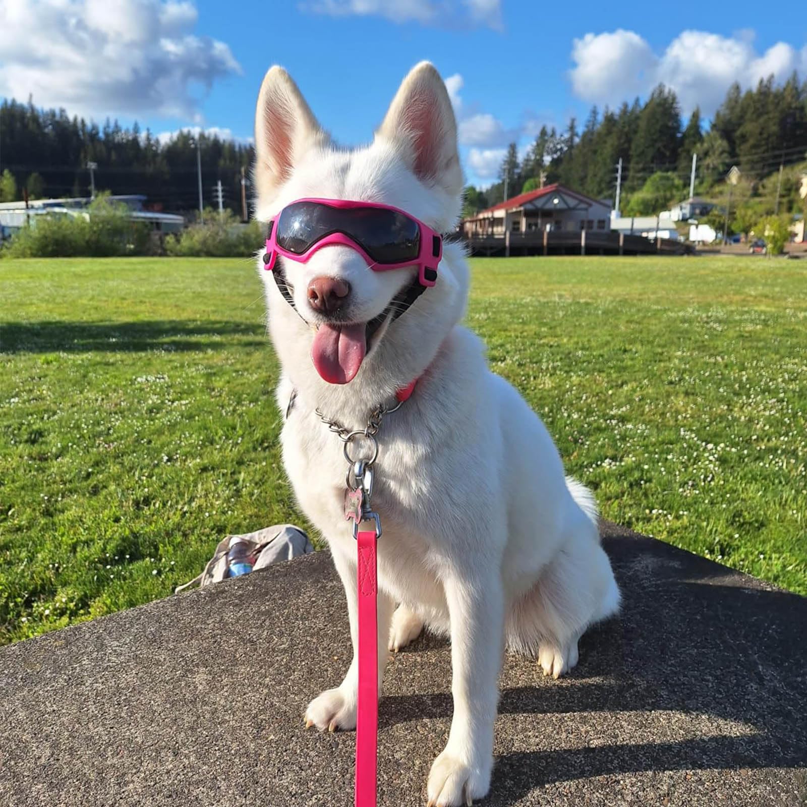 Lunettes PETLESO adaptées taille moyenne pour les promenades quotidiennes.