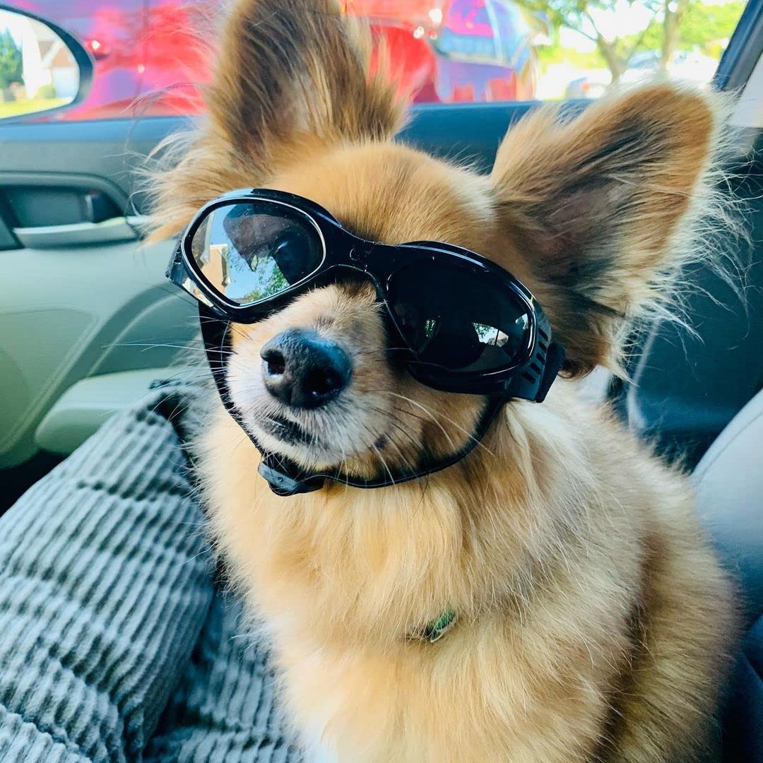 Petleso Lunettes chien look mode – style tendance pour votre compagnon
