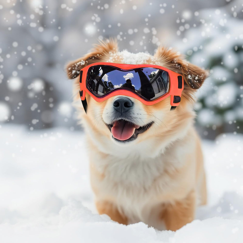 PETLESO lunettes chien petit, usage idéal en voiture et pour les activités en plein air.