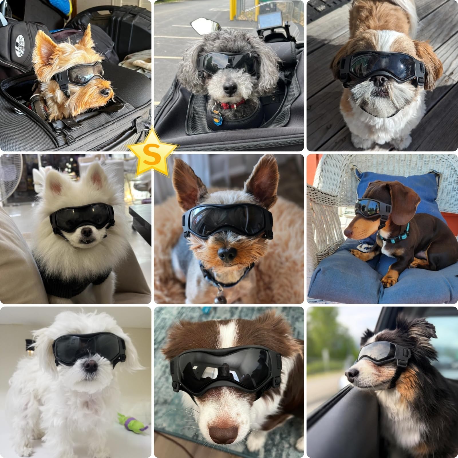 PETLESO lunettes chien petit lentilles polycarbonate protection UV.