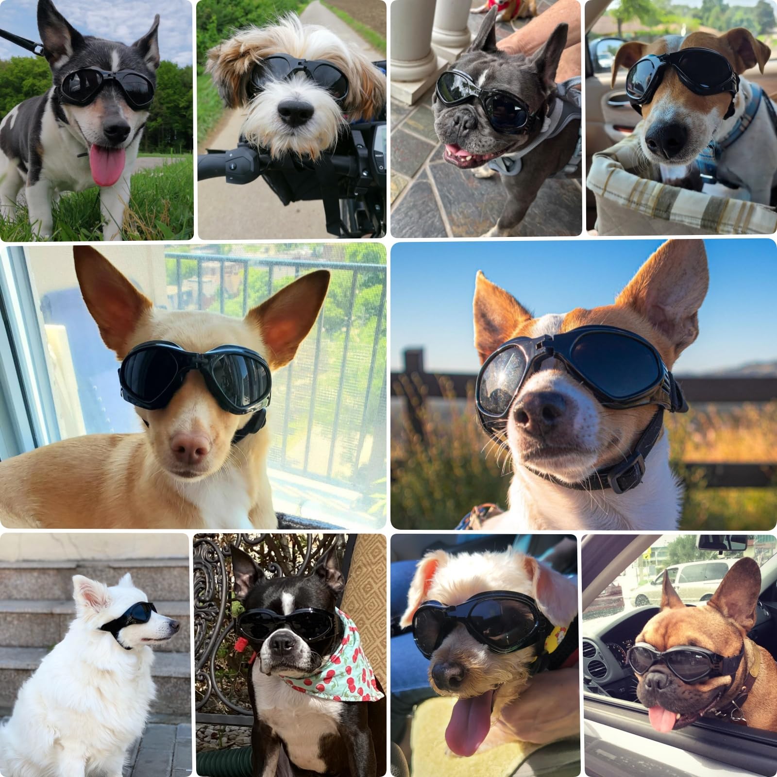 Petleso Lunettes chien protection vent – protège des débris et du vent