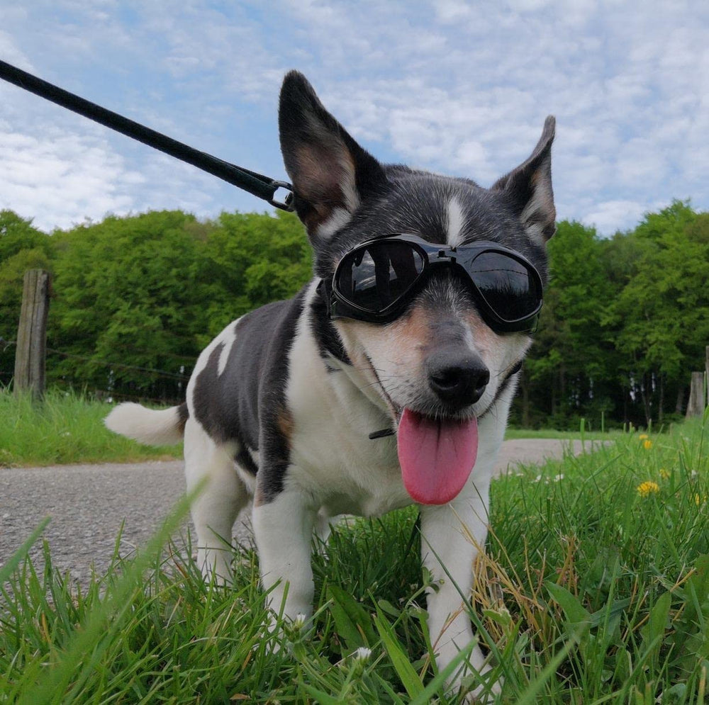 Petleso Lunettes chien reglages ajustement – sangles tête et menton réglables