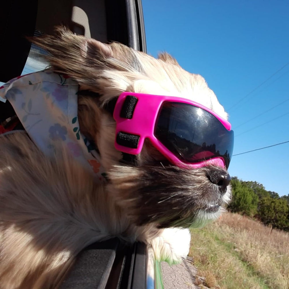 Lunettes PETLESO pour chien XS, ajustement par sangle pour un maintien sûr.
