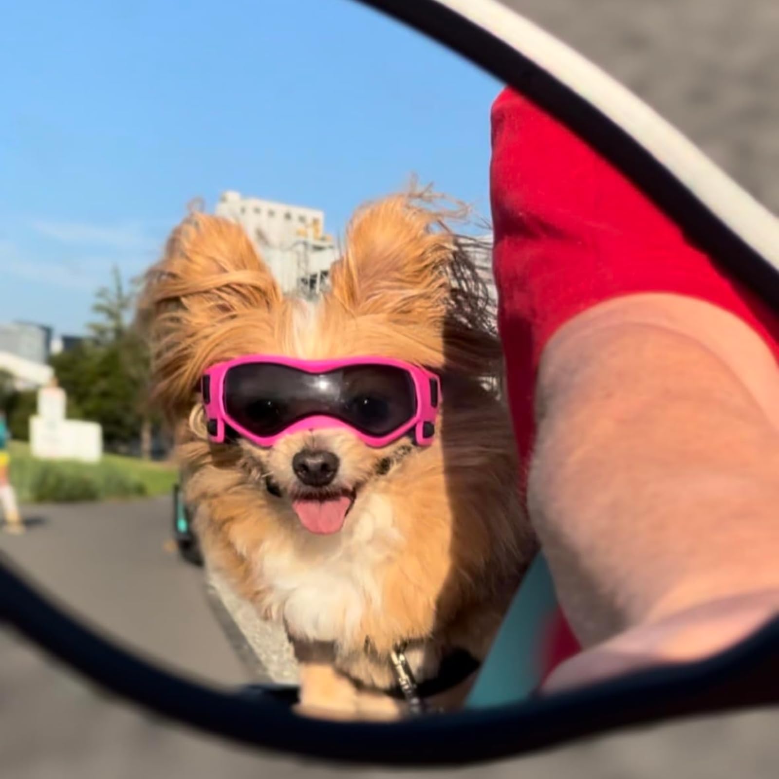 Lunettes PETLESO pour chien XS, protection UV contre poussière et soleil éclatant.