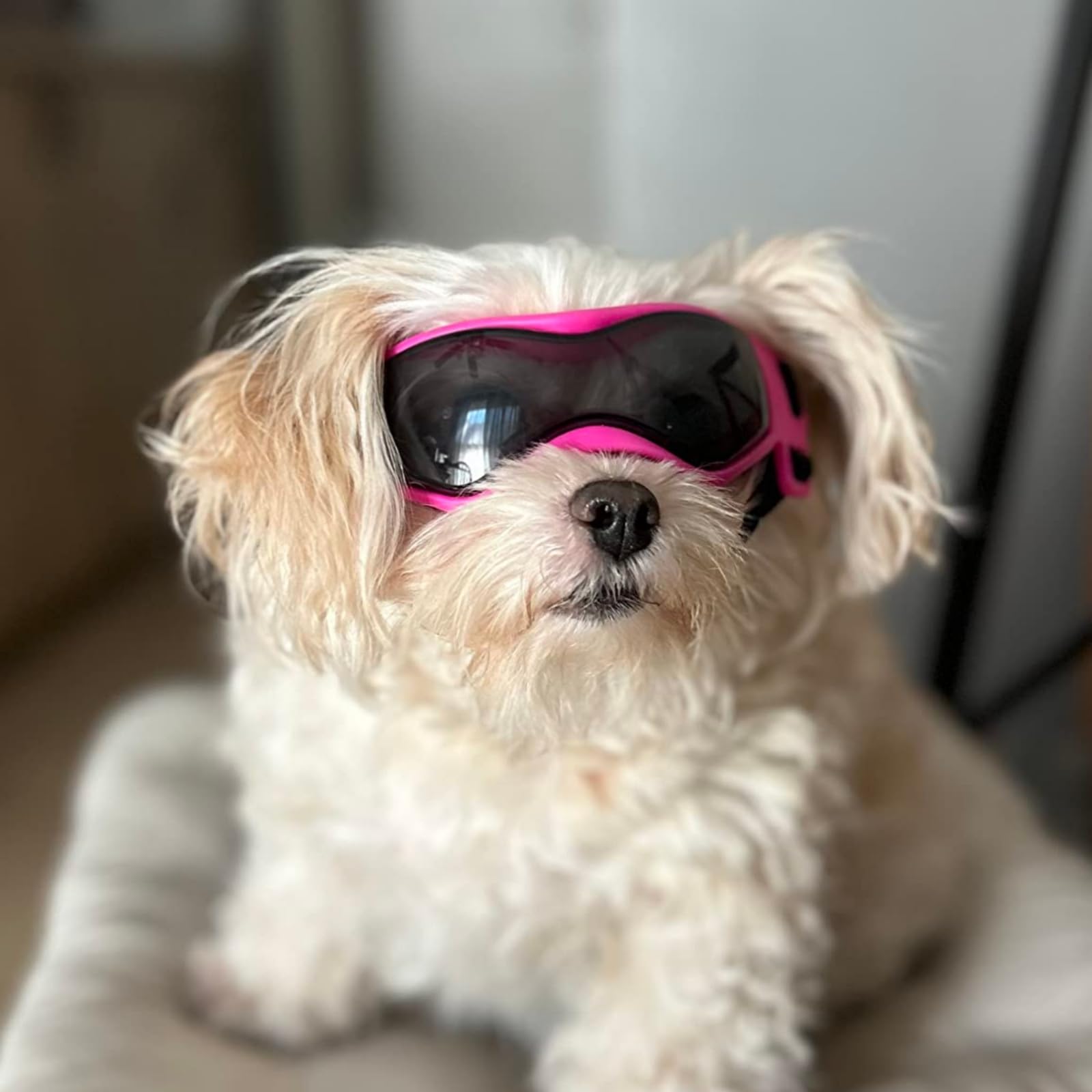 Lunettes PETLESO pour chien XS, usage en extérieur lors des sorties quotidiennes.