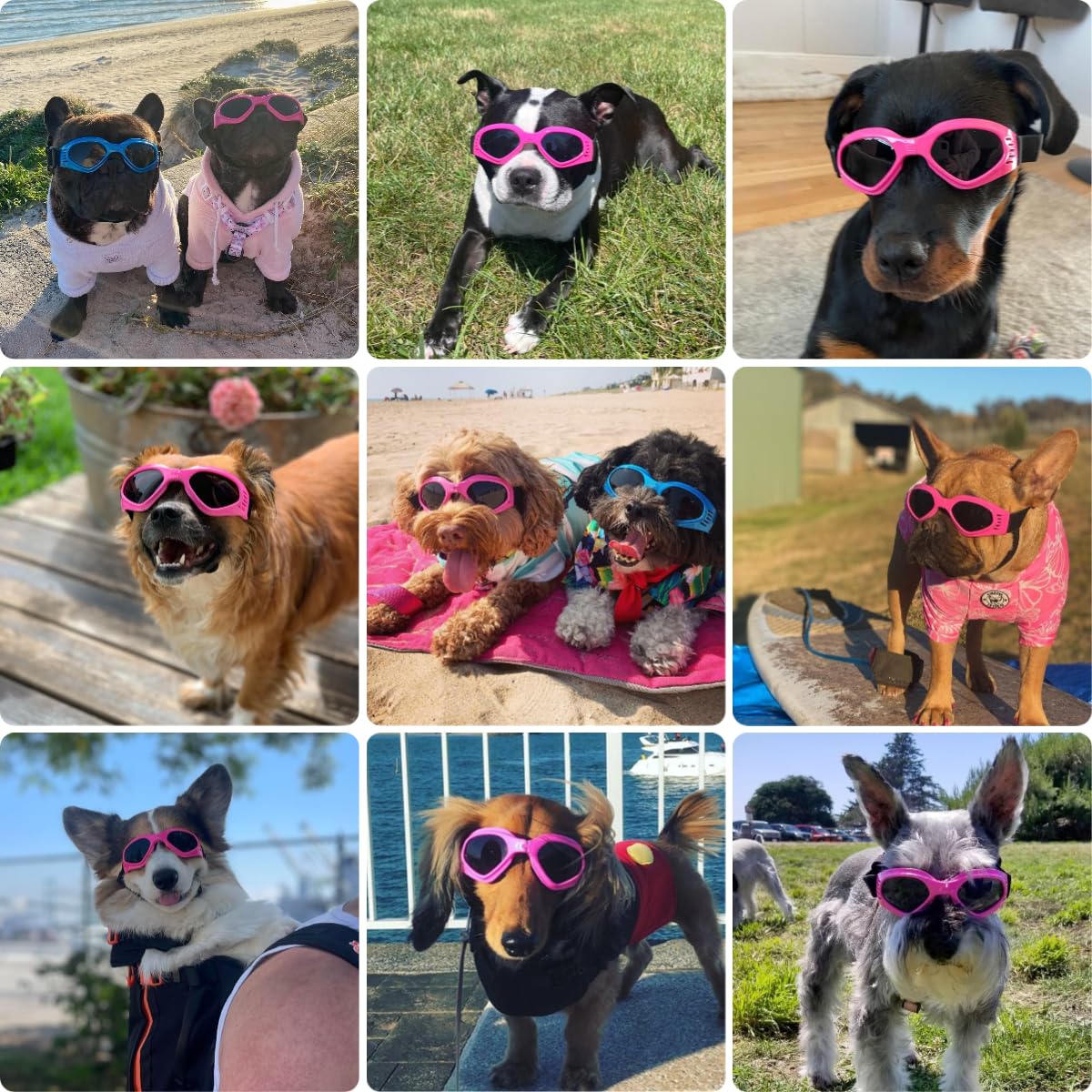 Lentilles ultrarésistantes PETLESO offrent une protection UV durable pour chiens actifs.