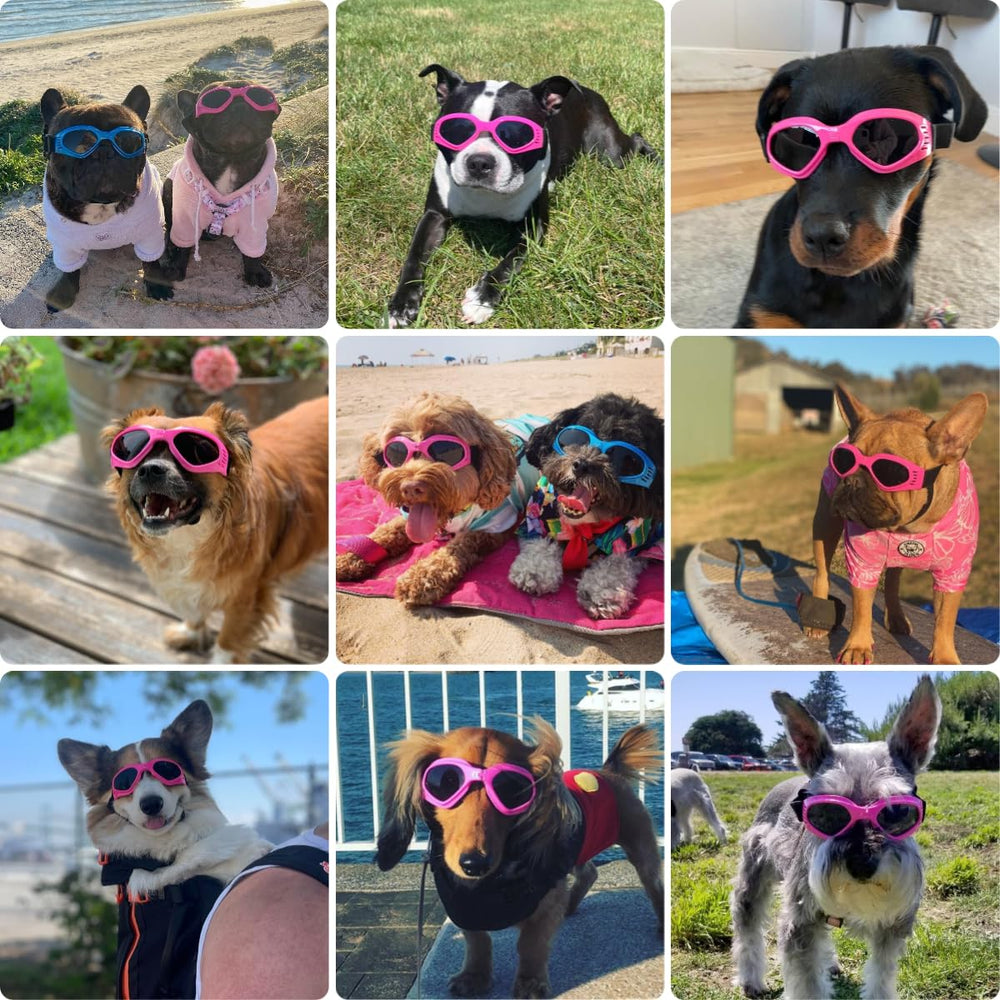 Lentilles ultrarésistantes PETLESO offrent une protection UV durable pour chiens actifs.