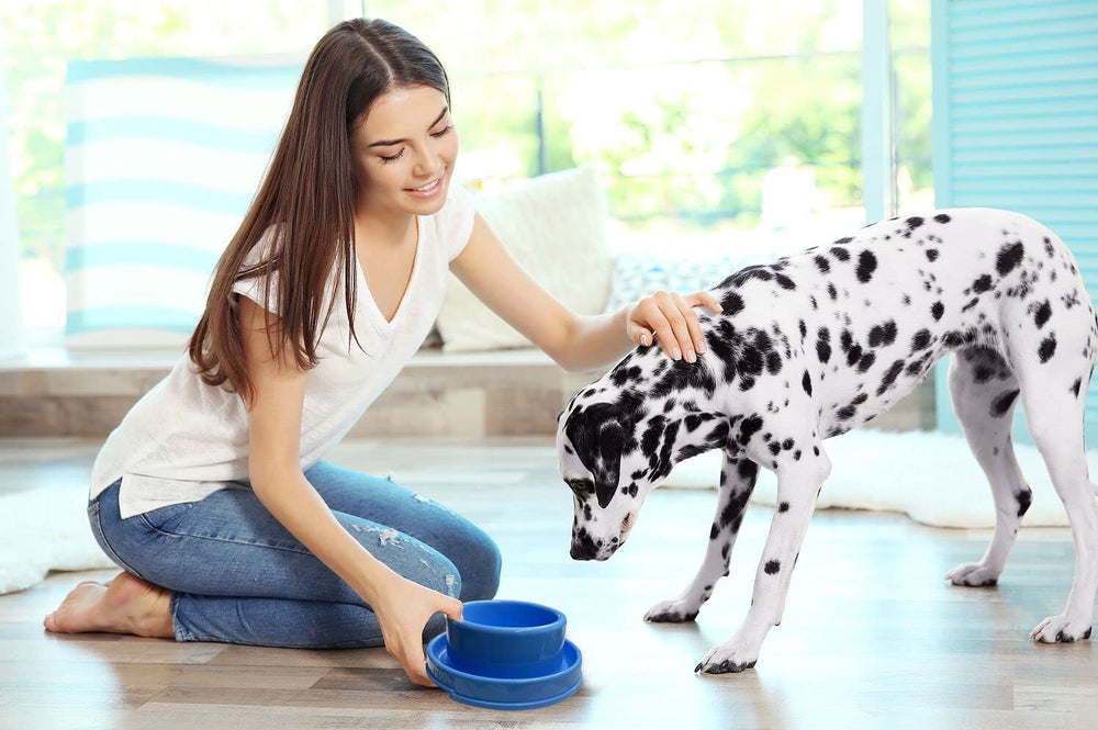PetLike double bol nourriture et eau, pratique pour animaux.