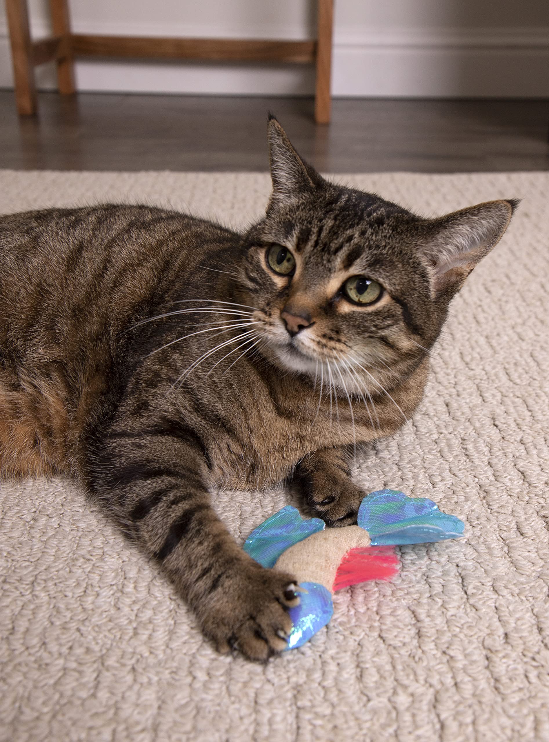 Petlinks Batty Beta – poursuite et exercice ludique