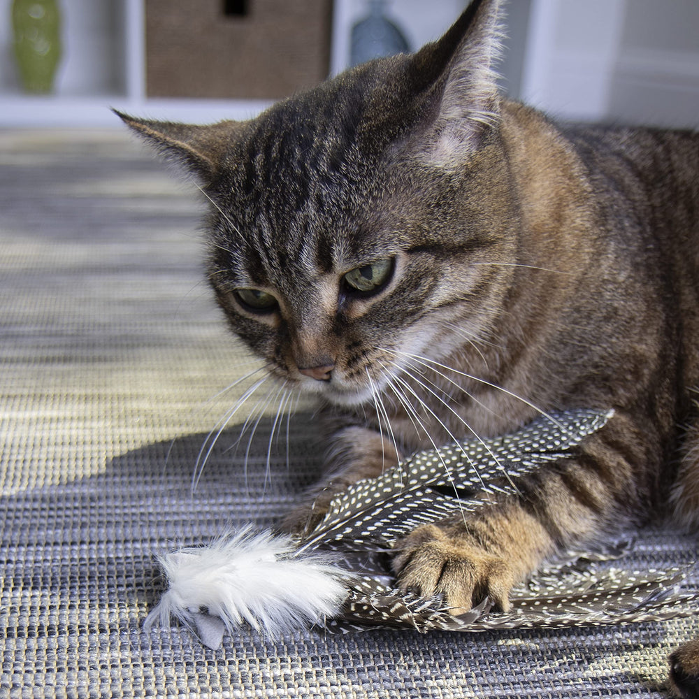 Jouet interactif Petlinks HappyNip Zippy Zebra favorise la complicité avec le chat.