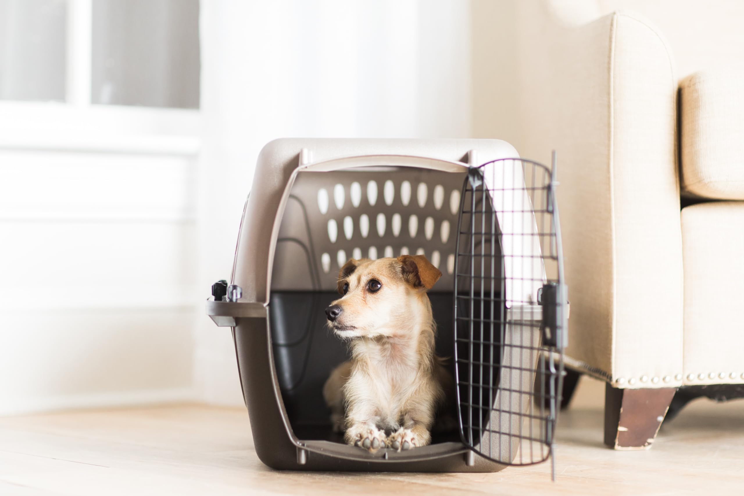Petmate poignée pliante pour un transport aisé