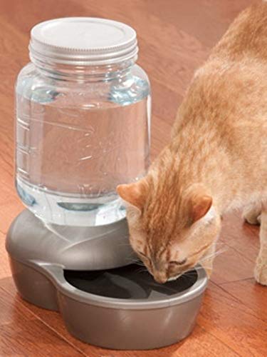 Petmate Mason – bouteille détachable pour remplir facilement l'eau.