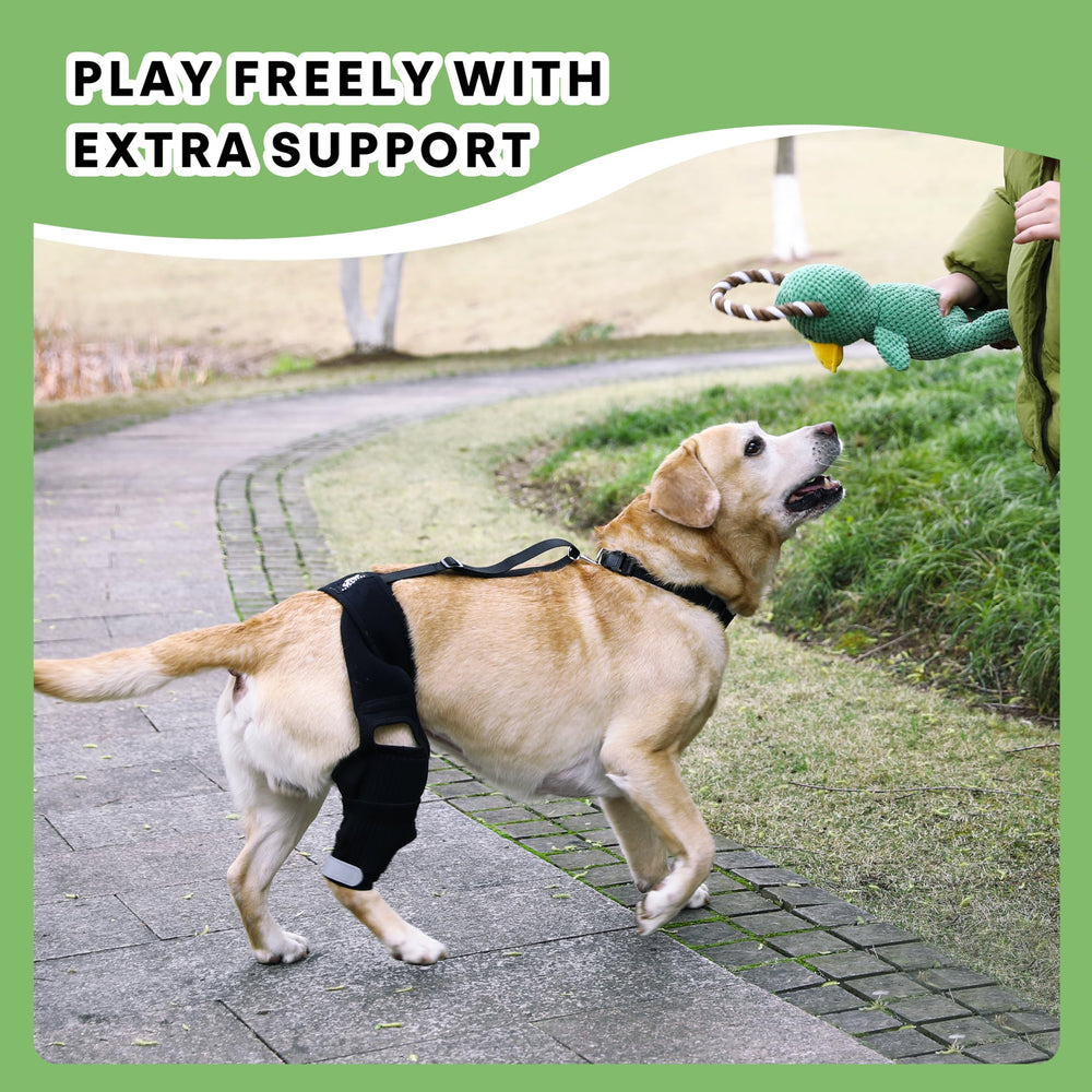 Petometry-genou-chien-neoprene-respirant offre confort lors des promenades