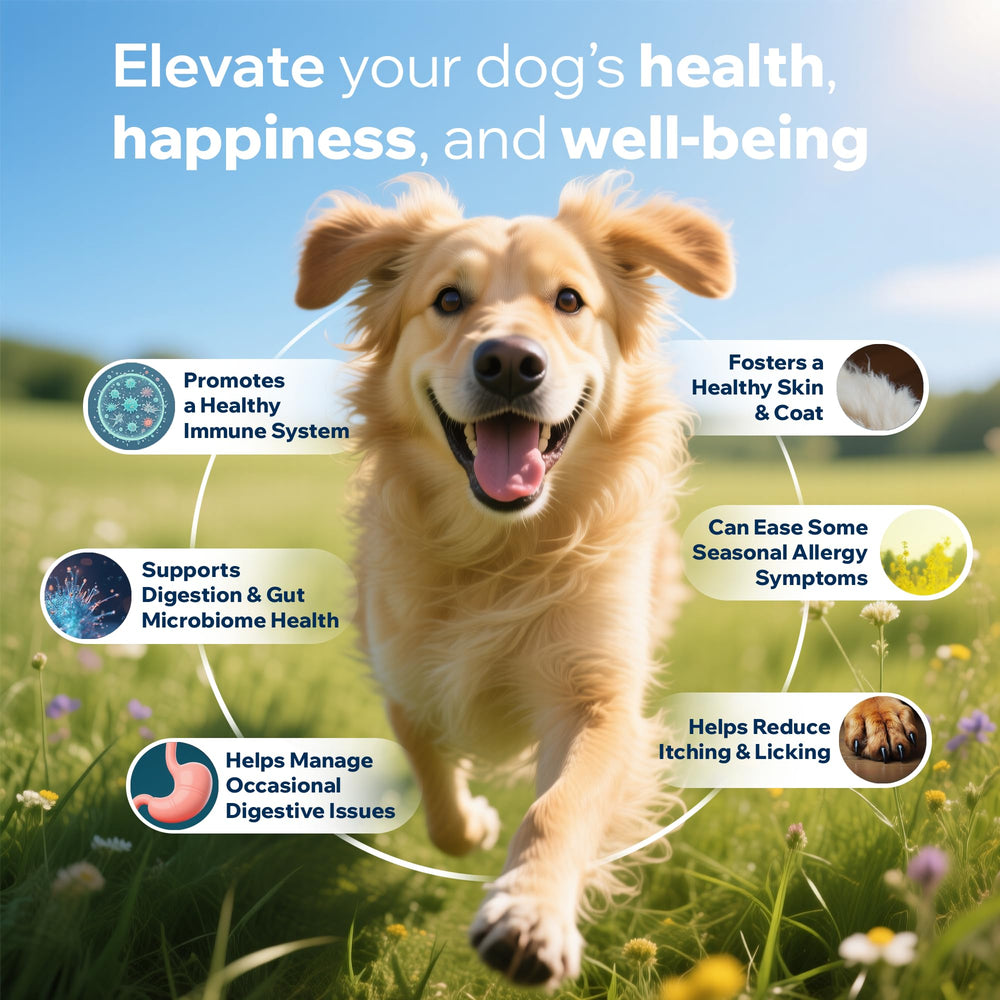 Santé digestive PetOptimum chien — peut soutenir le confort digestif et l’équilibre intestinal.