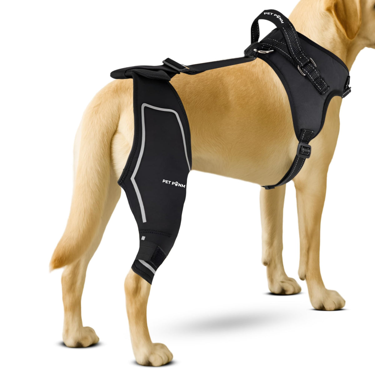 Petpanm orthèse genou chien, genou droit avec harnais intégré pour stabilité.