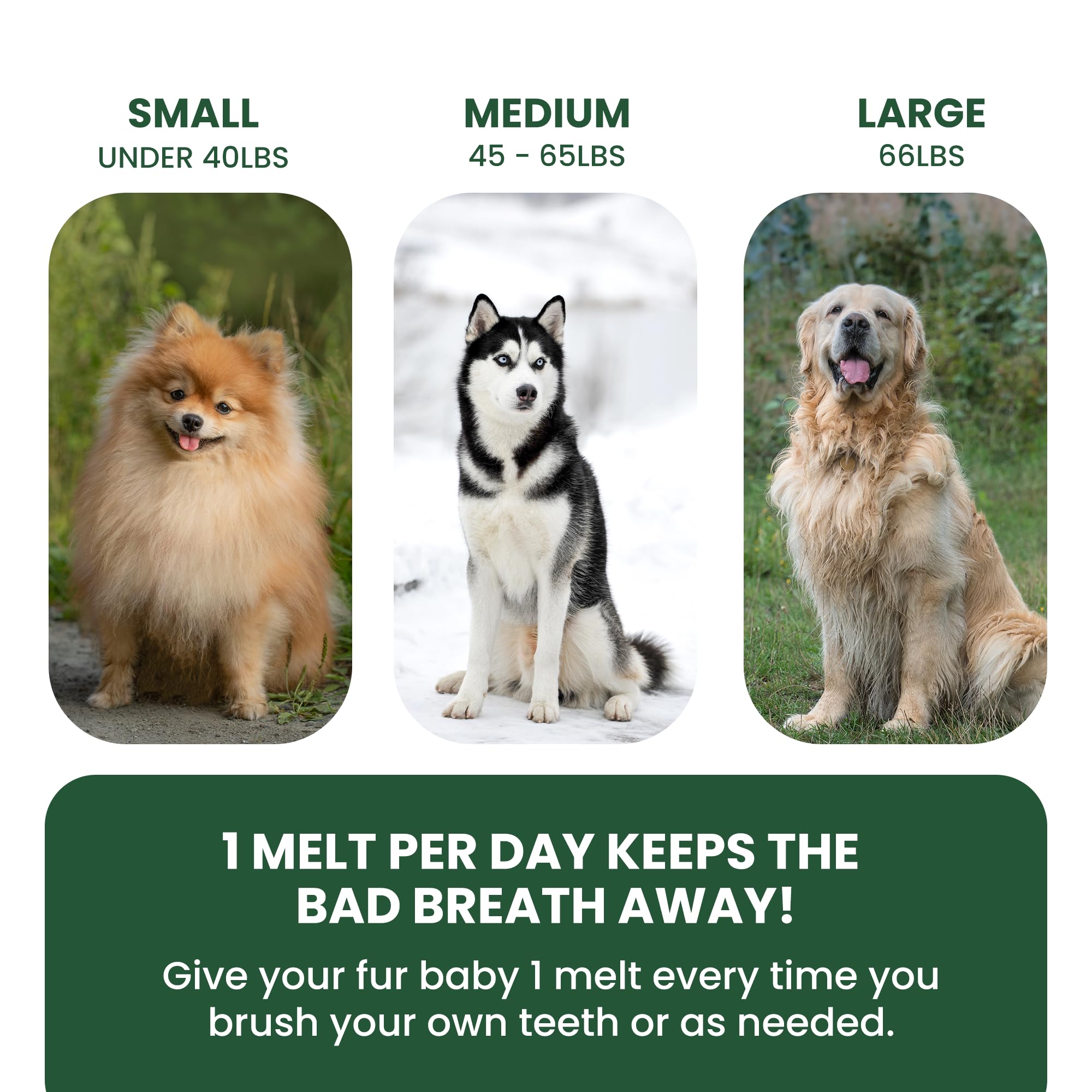 Application facile des DentalMelt dans la joue du chien.