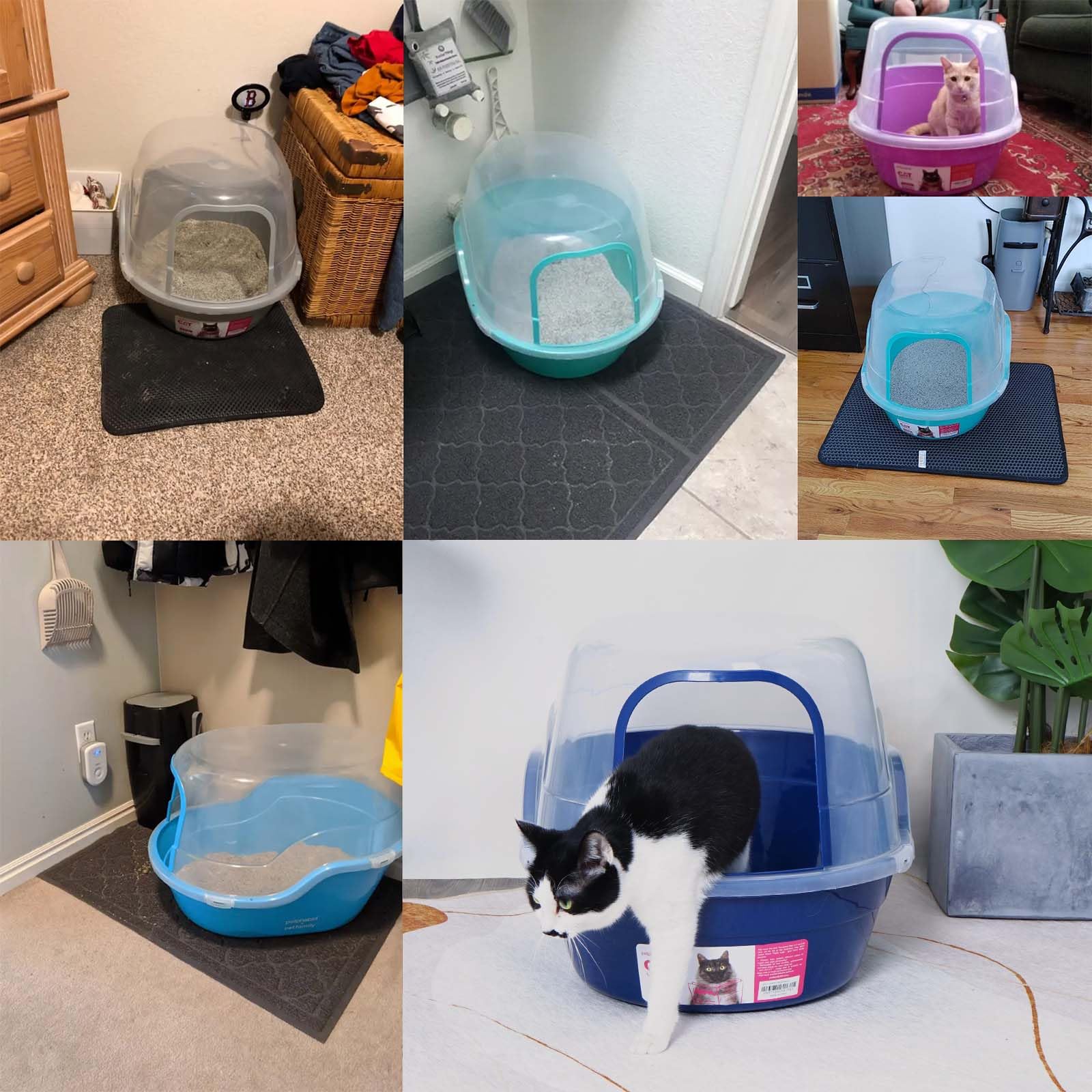 Idéal pour plusieurs chats avec Petalphabet, solution pratique et hygiénique.