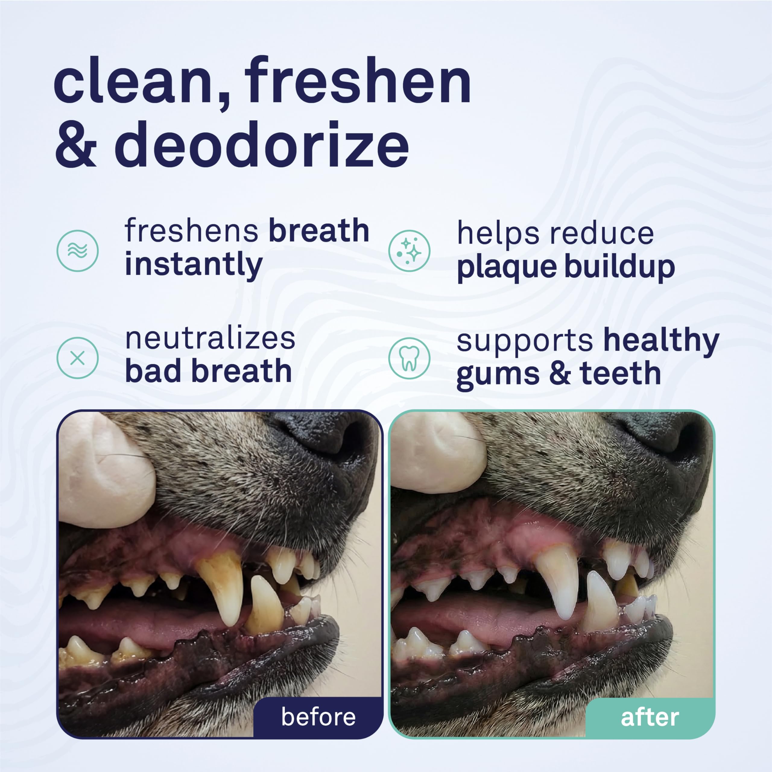 Petpost Application mousse dent chien: utilisation rapide et pratique.