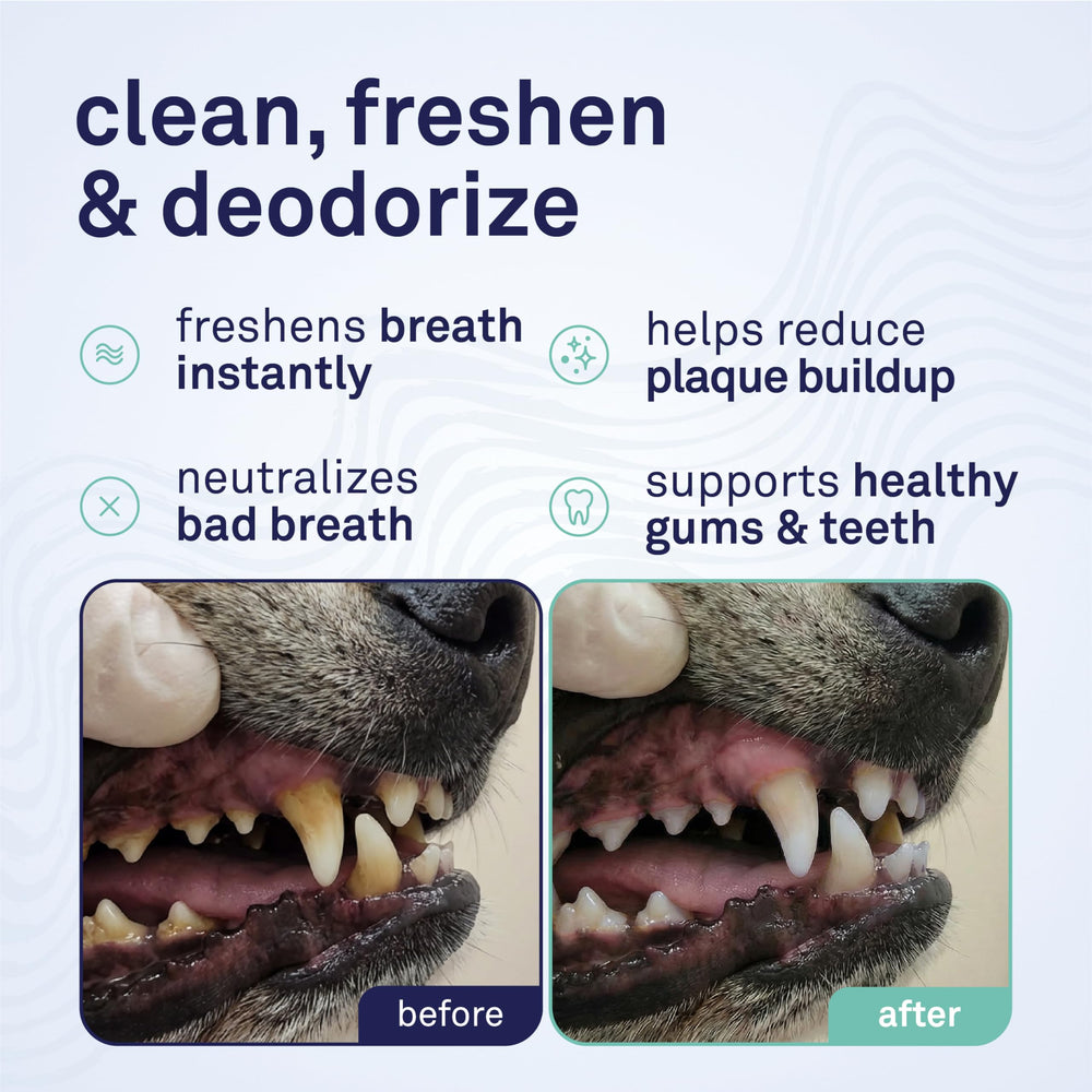 Petpost Application mousse dent chien: utilisation rapide et pratique.