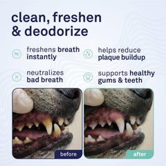 Petpost Application mousse dent chien: utilisation rapide et pratique.