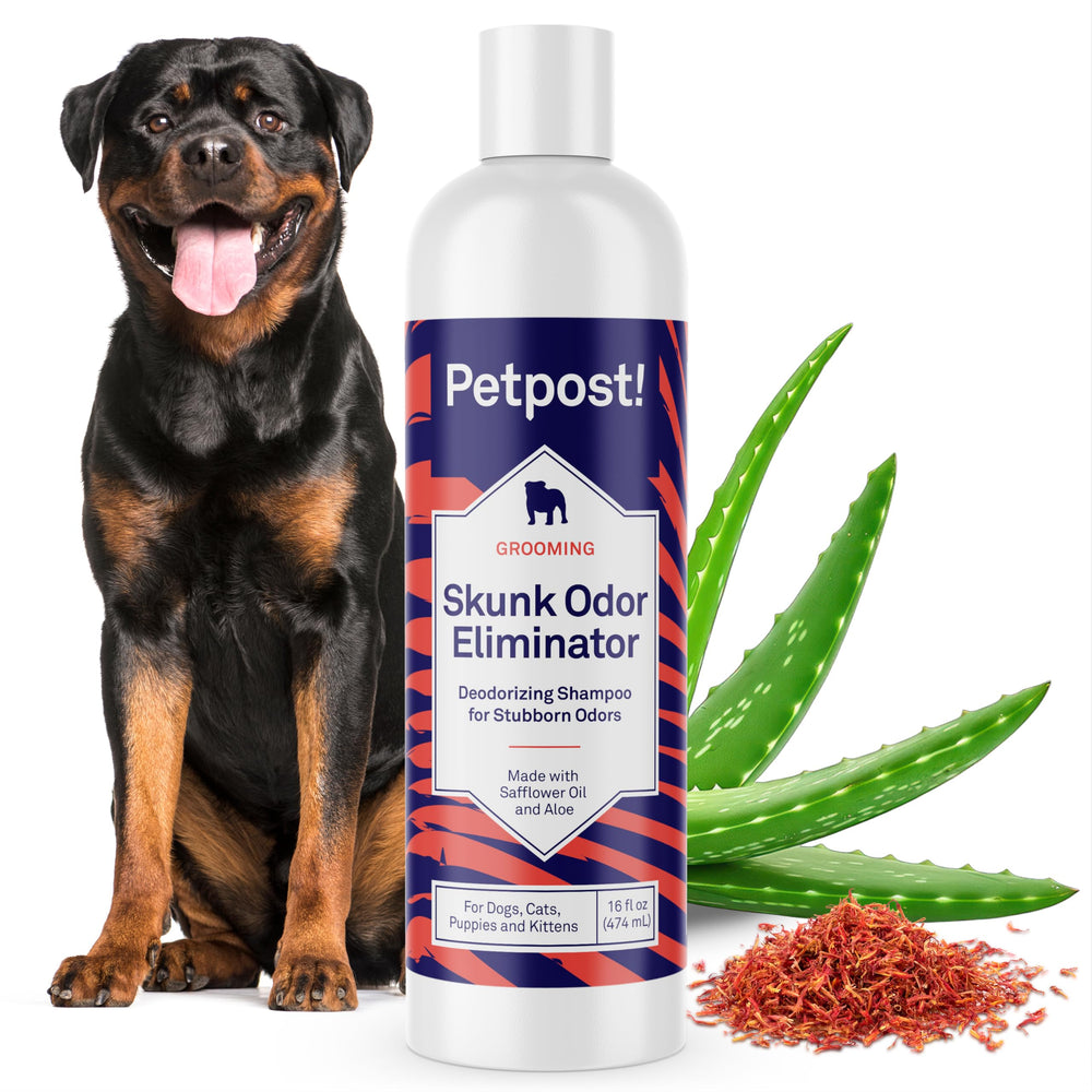 Shampoing Petpost: bouteille prête à l'emploi pour neutraliser l'odeur de mouffette.