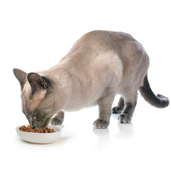 Petrageous bol chat design tete chat, design unique s’intégrant à la cuisine.