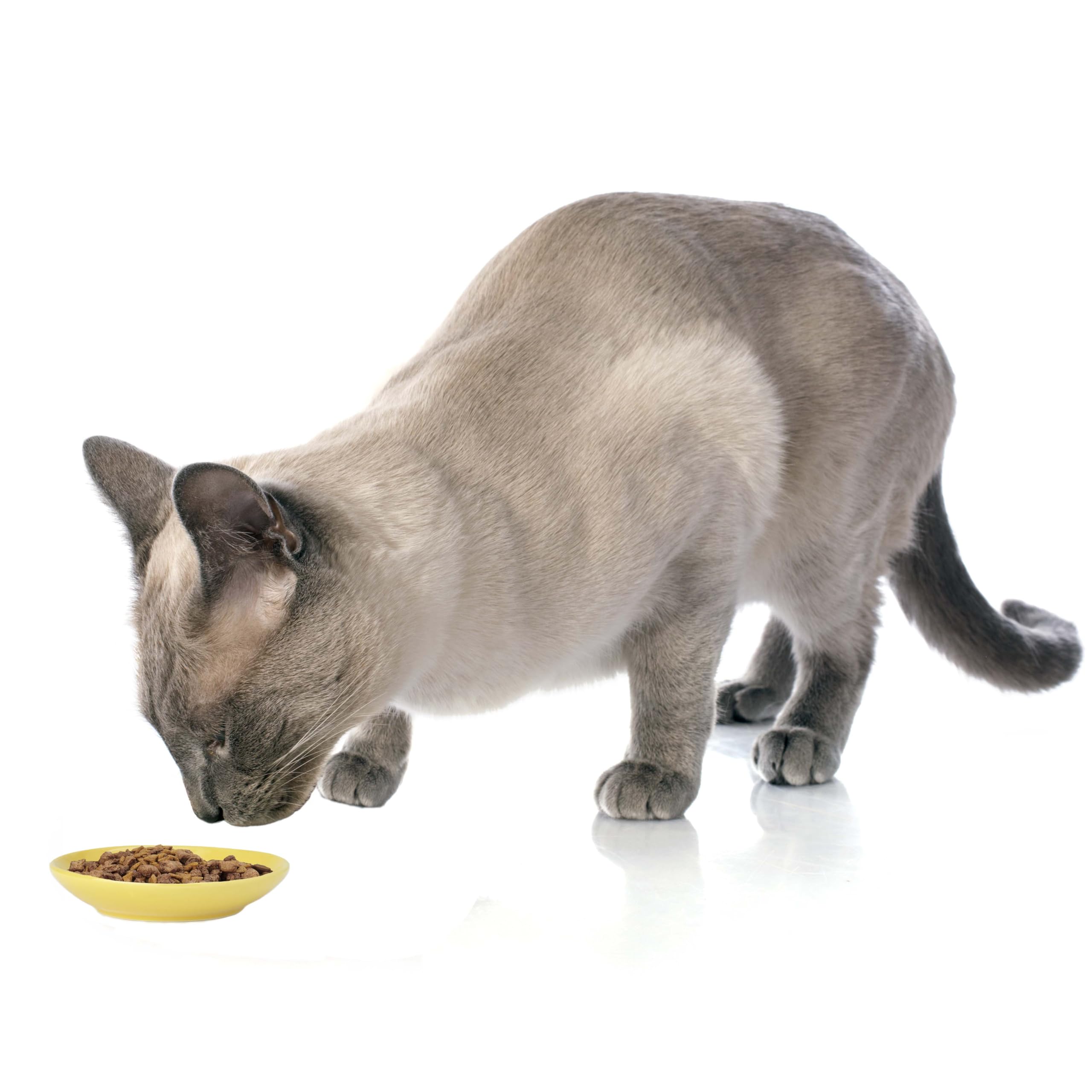 Petrageous Silly Kitty, assiette 5 po avec base stable pendant le repas.