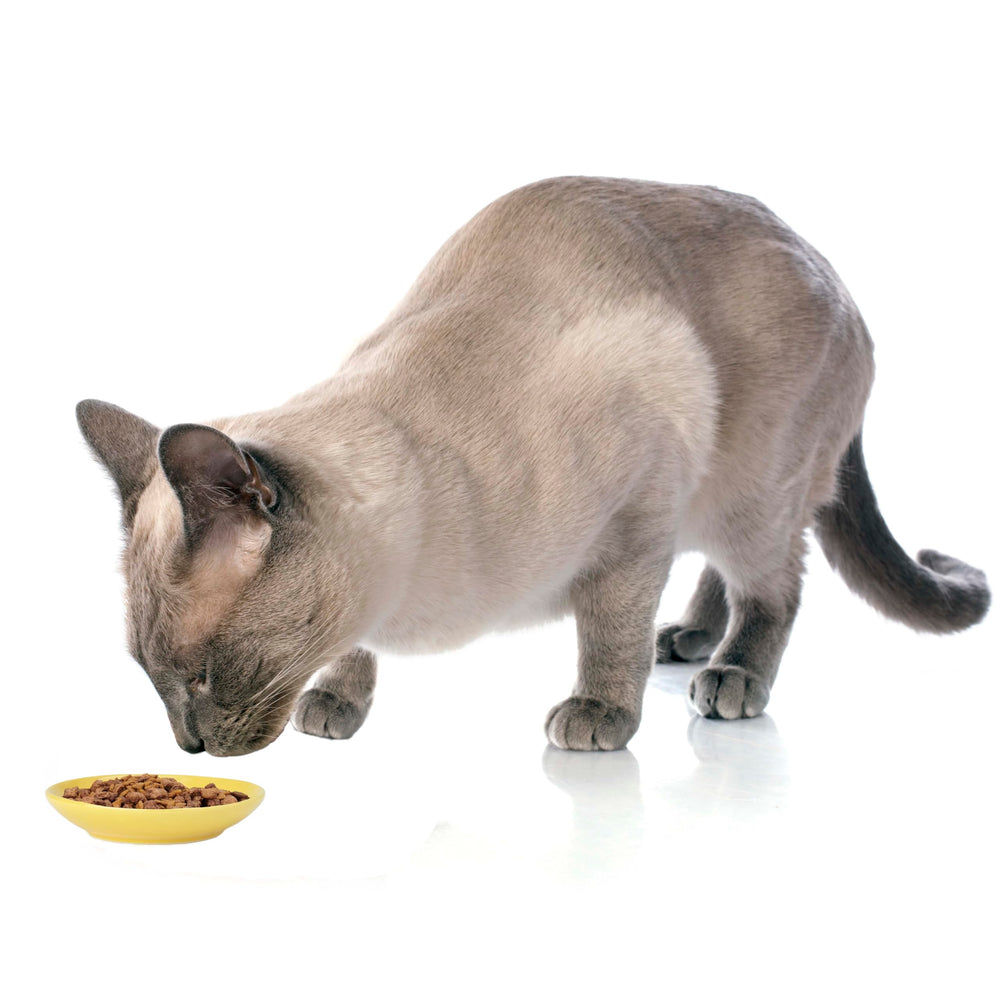 Petrageous Silly Kitty, assiette 5 po avec base stable pendant le repas.