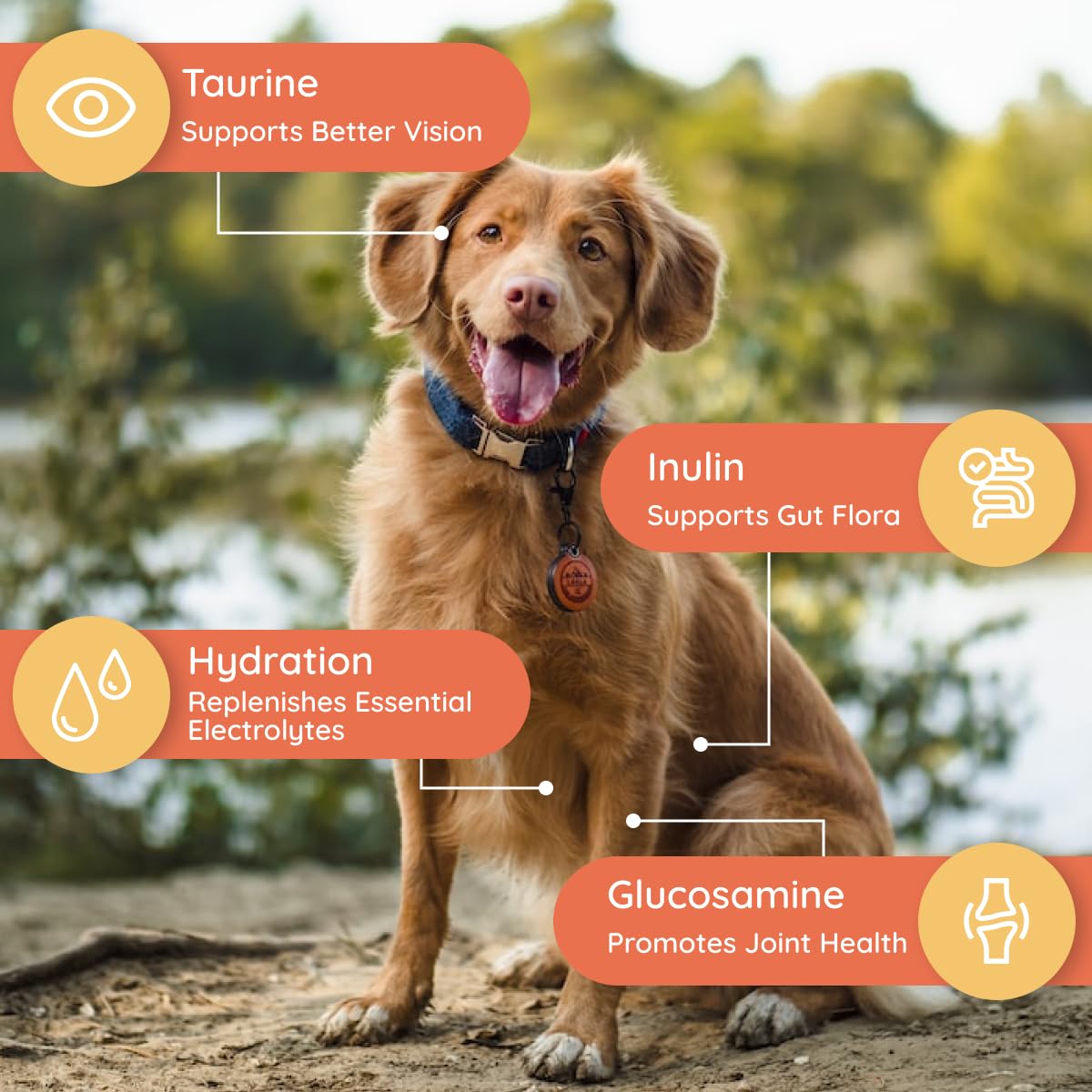 Petralyte versé dans l'eau, hydratation facile pour chien.
