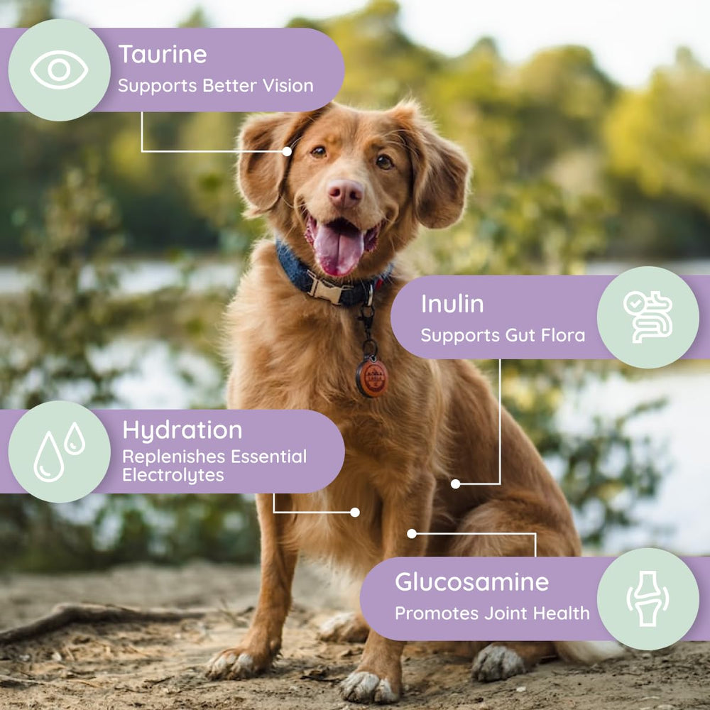 Petralyte hydratation rapide chien – sachet prêt à l’emploi en déplacement.