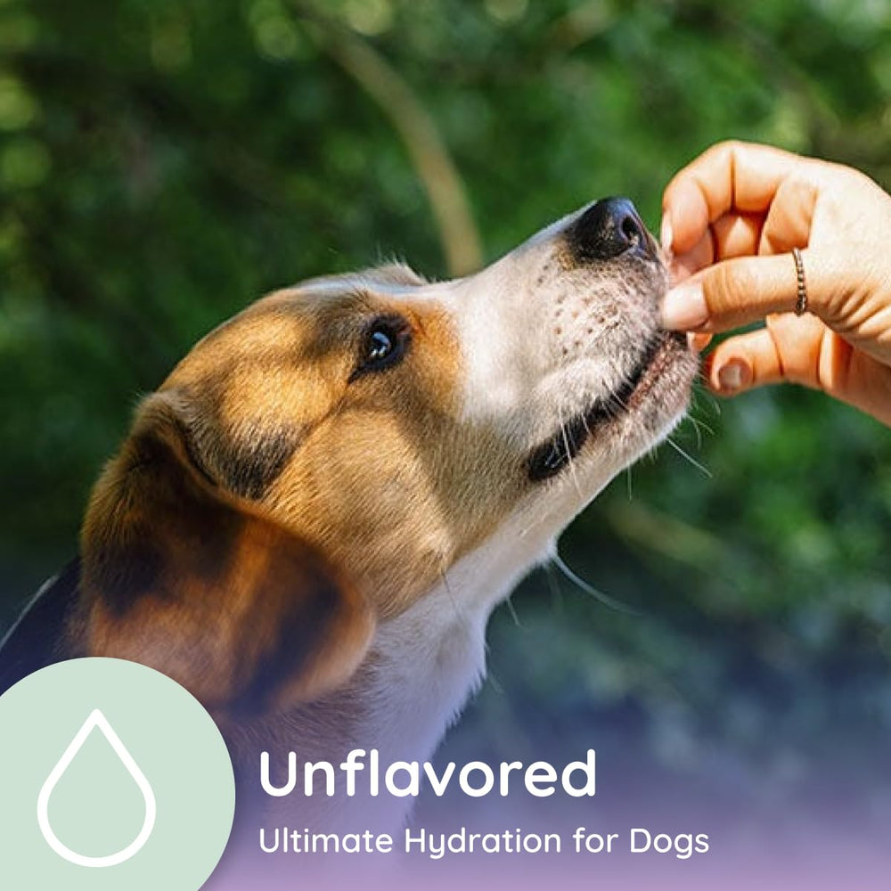 Petralyte soutien articulation glucosamine-chondroïtine – mobilité et activité chien.