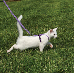 PetSafe Come With Me Kitty: laisse-bungee lilas pour des promenades en douceur et contrôle progressif.