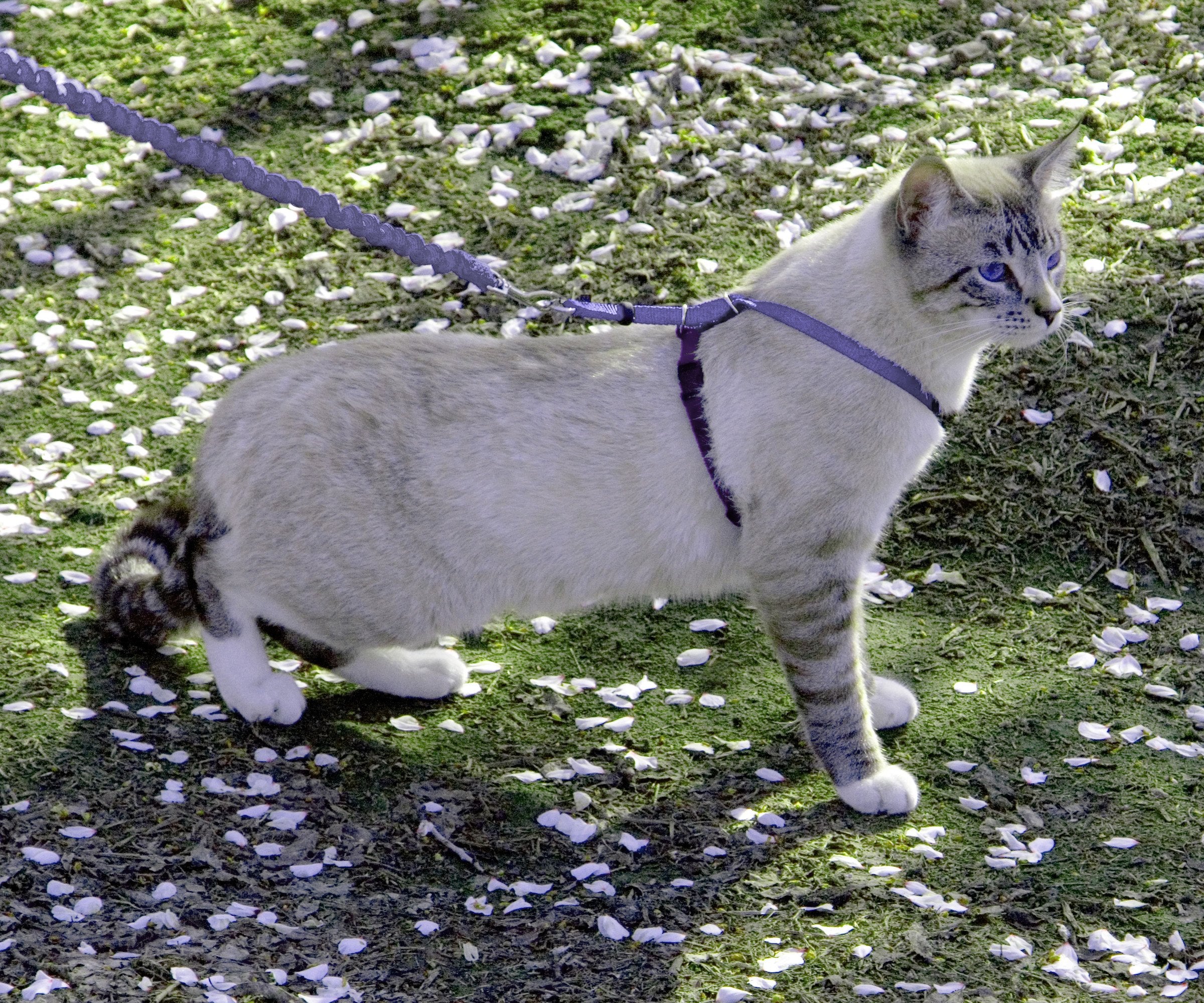 Laisse bungee PetSafe Come With Me pour chat, contrôle doux pour l’extérieur.