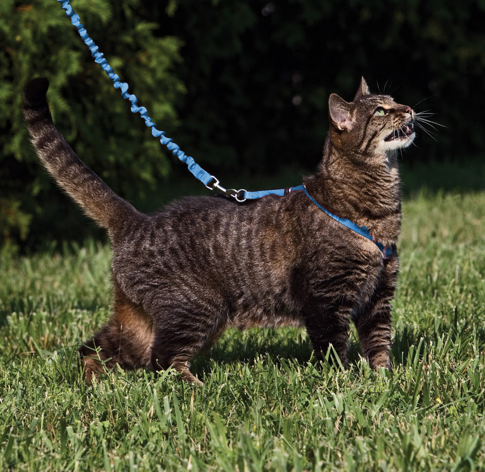 Ligne élastique PetSafe Come With Me pour chat bleu royal, aide à marcher en douceur