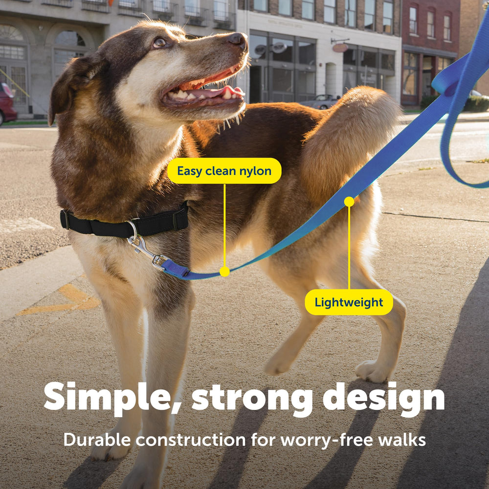 Laisse PetSafe compatible avec collier et harnais grâce à son système fiable.
