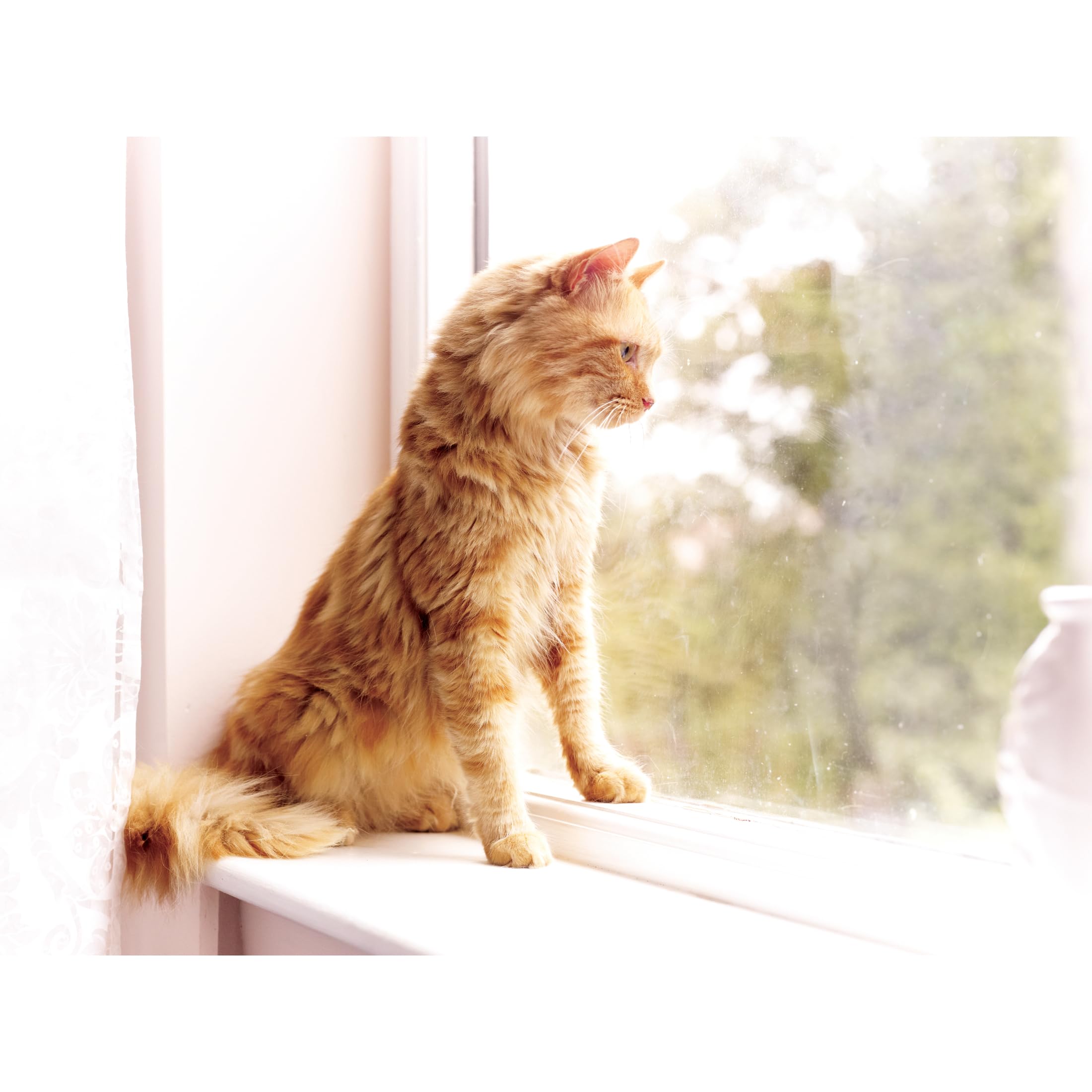 Conception légère et confortable pour collier PetSafe.