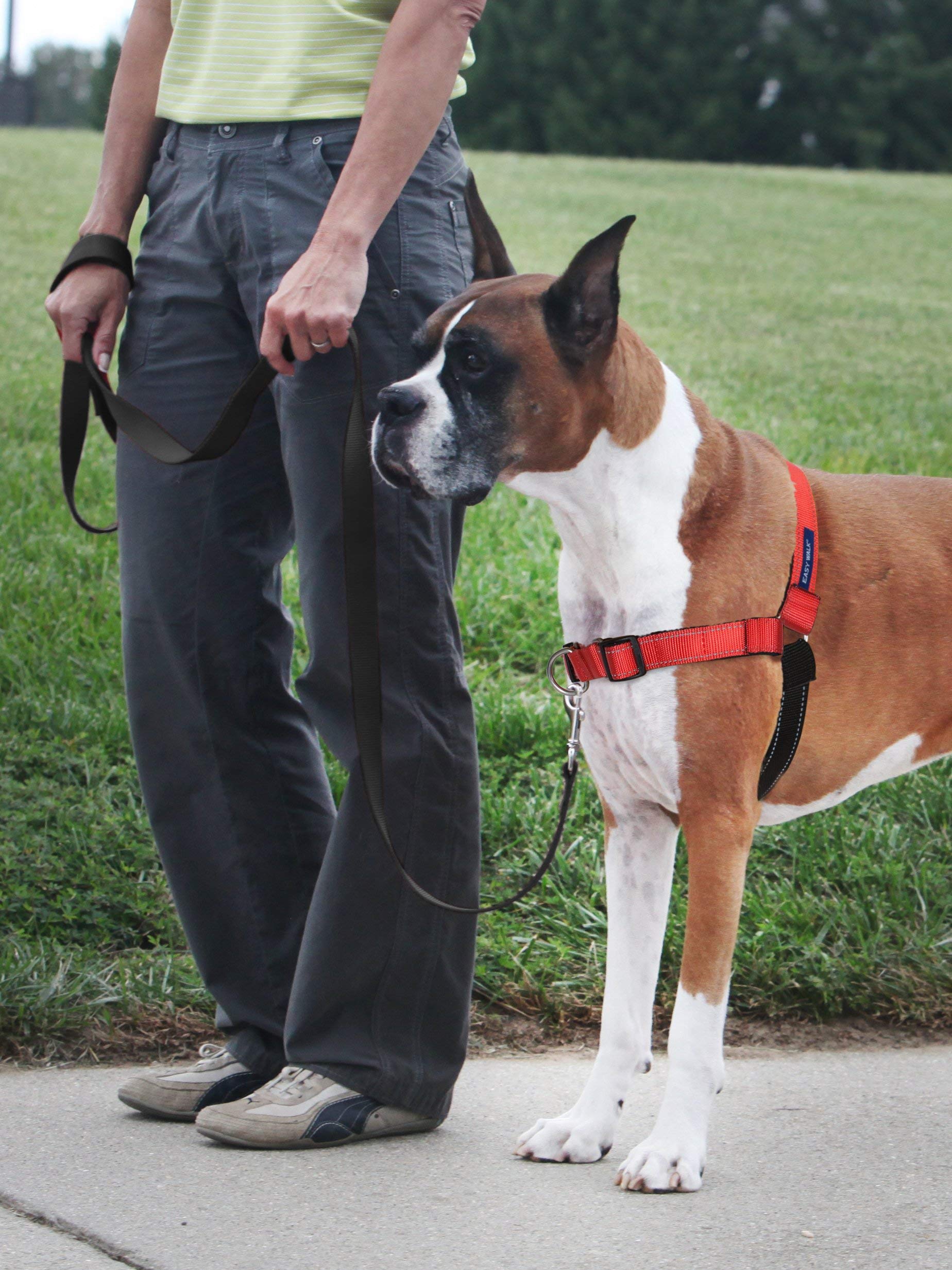 PetSafe Deluxe Easy Walk — martingale et anneau visibles pour contrôle en douceur