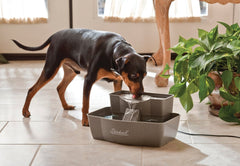 PetSafe Drinkwell fontaine eau deux niveaux, pratique pour chiens et chats.