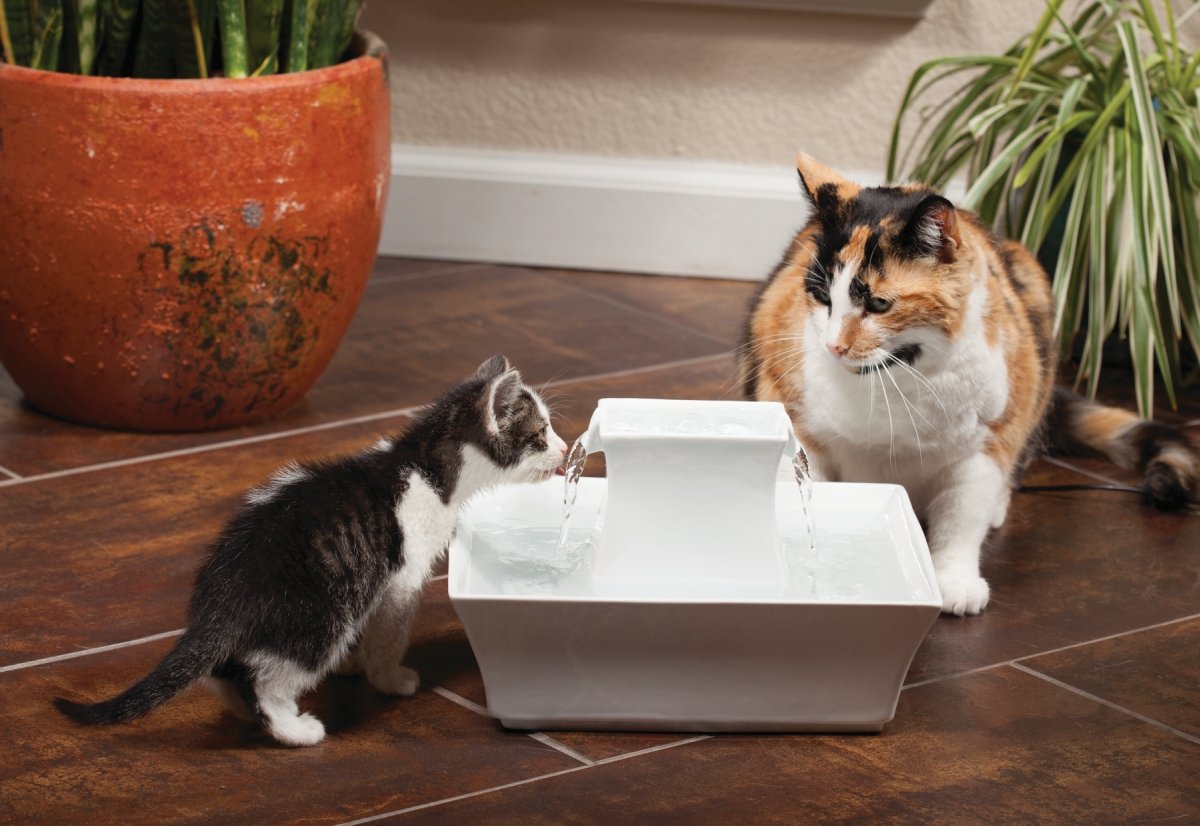 PetSafe Drinkwell Pagoda bol supérieur élevé, pratique pour les animaux âgés