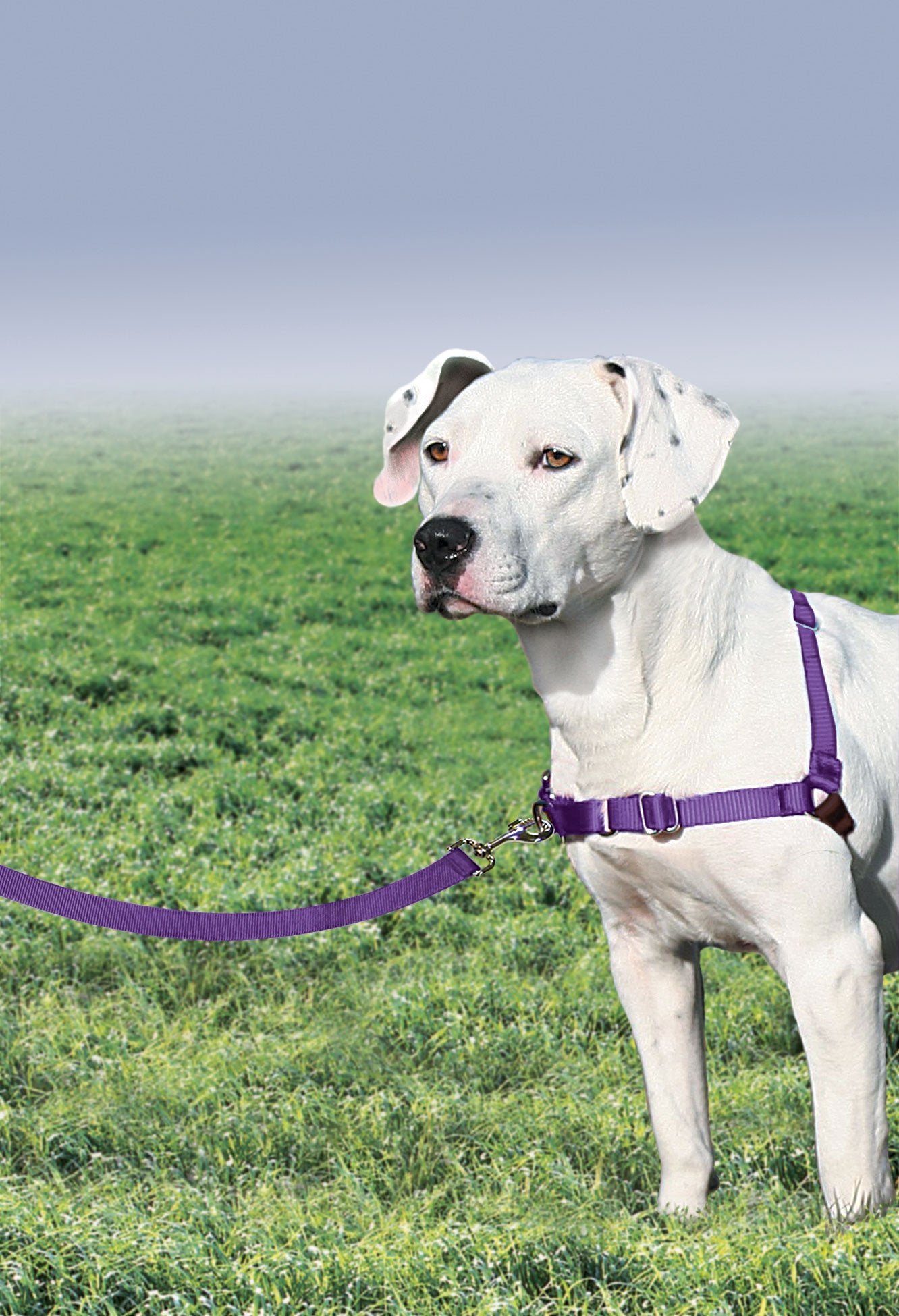 Boucle martingale avant pour une tension progressive et redirection du chien