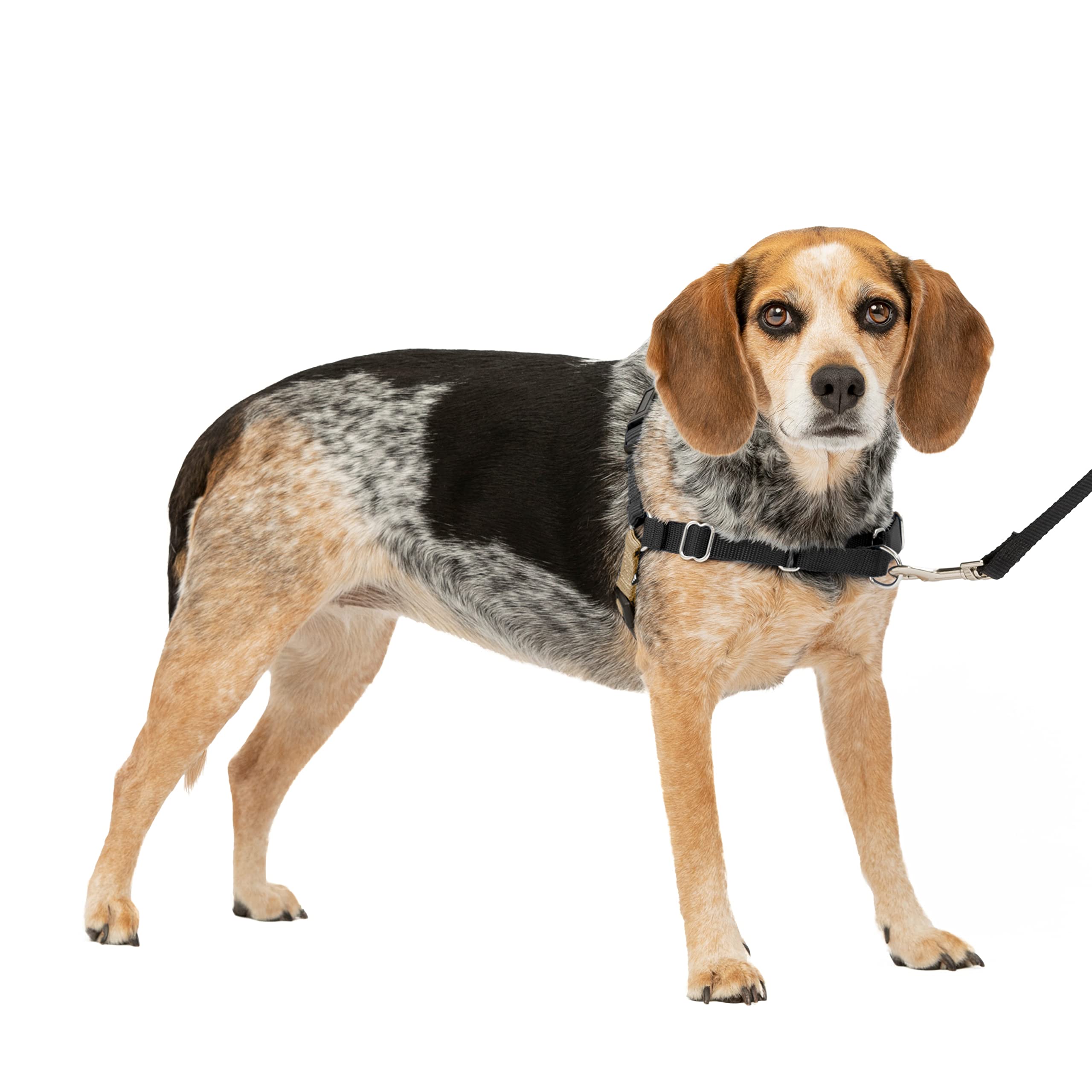 Harnais PetSafe Easy Walk avec attache poitrine pour un contrôle fluide