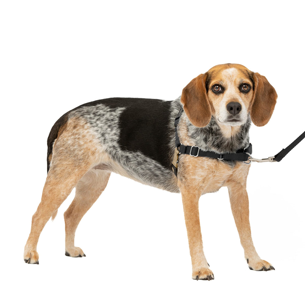 Harnais PetSafe Easy Walk avec attache poitrine pour un contrôle fluide