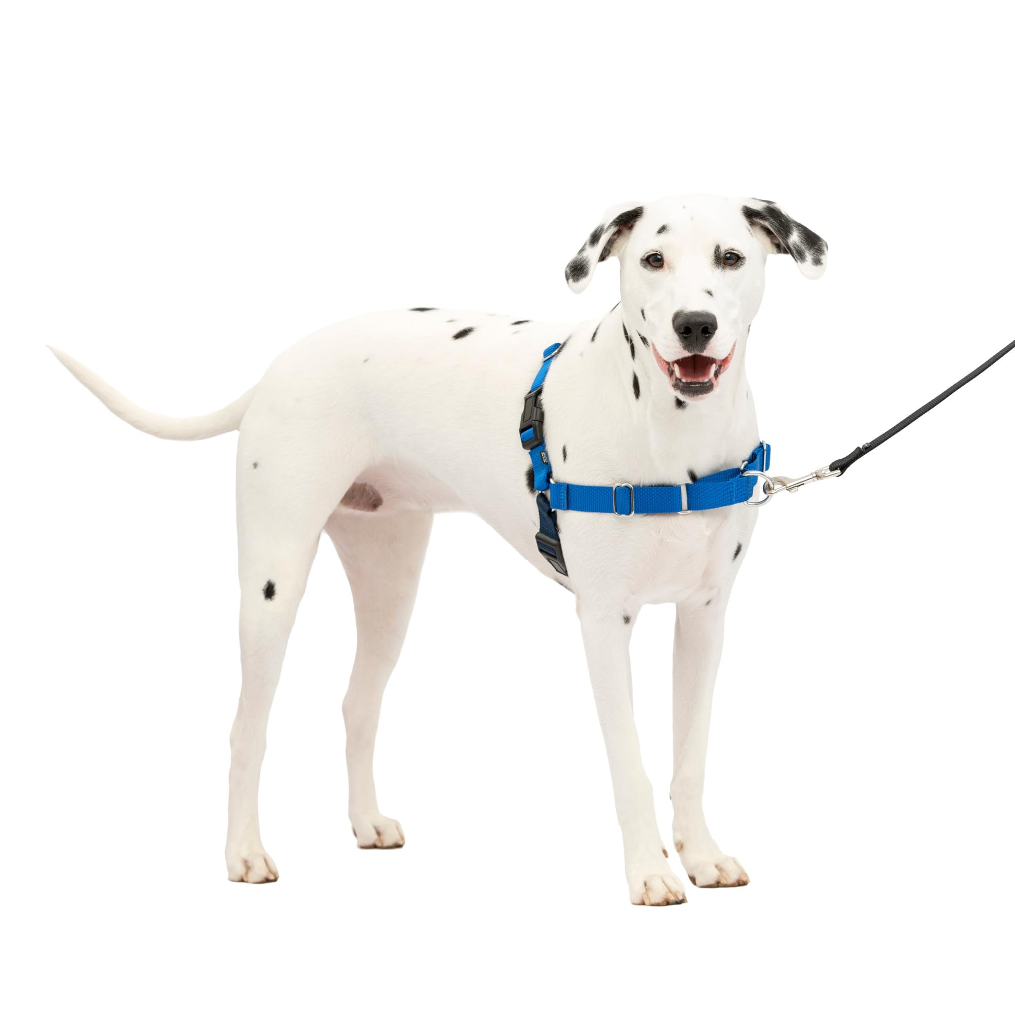 Harnais PetSafe Easy Walk vue avant, respirant et confortable pour les promenades.