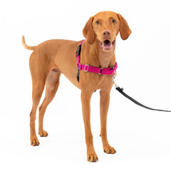 Harnais PetSafe Easy Walk vu de face, pour des promenades sans traction.