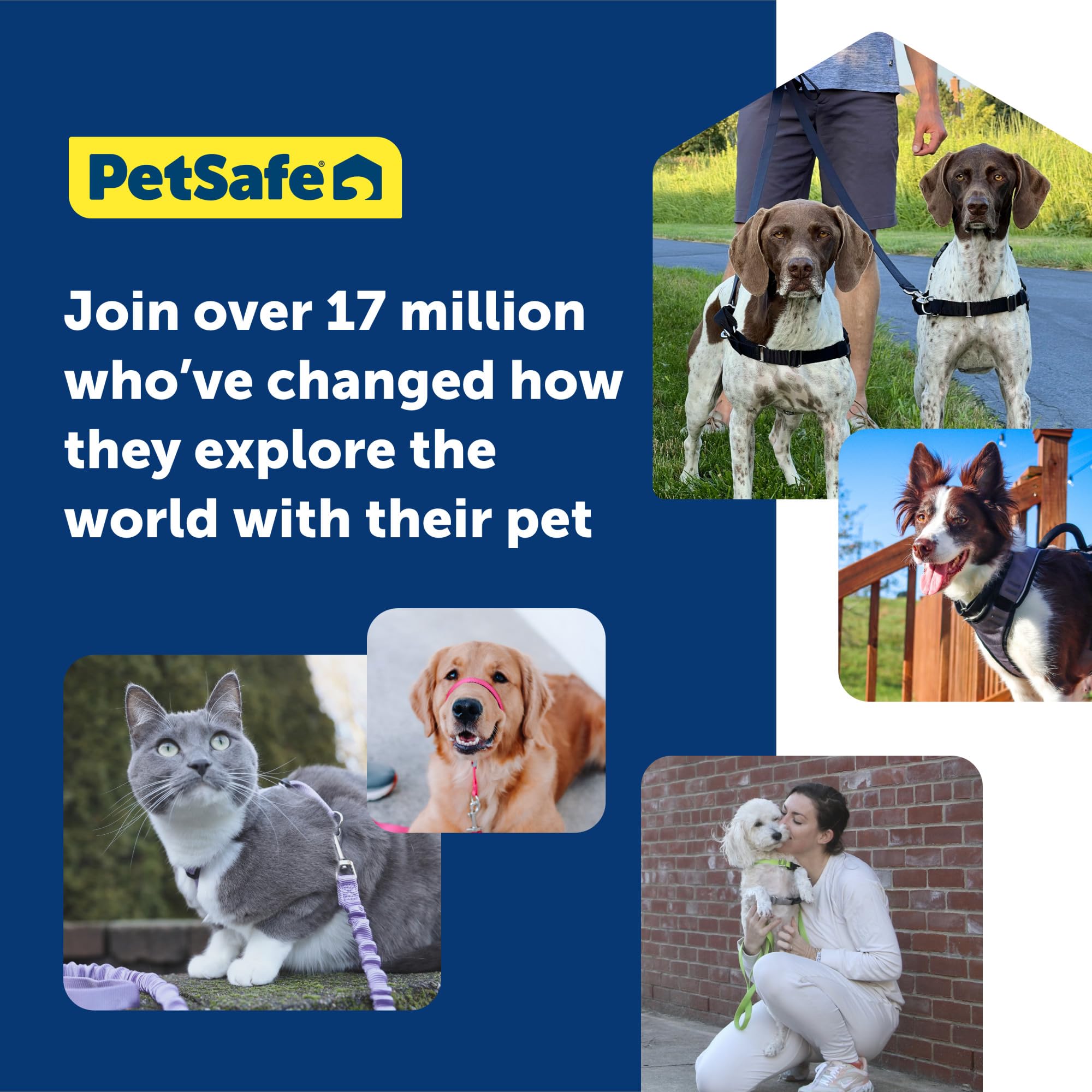 PetSafe Easy Walk harnais bande ventrale colorée facilitant l’enfilage et l’identification rapide.