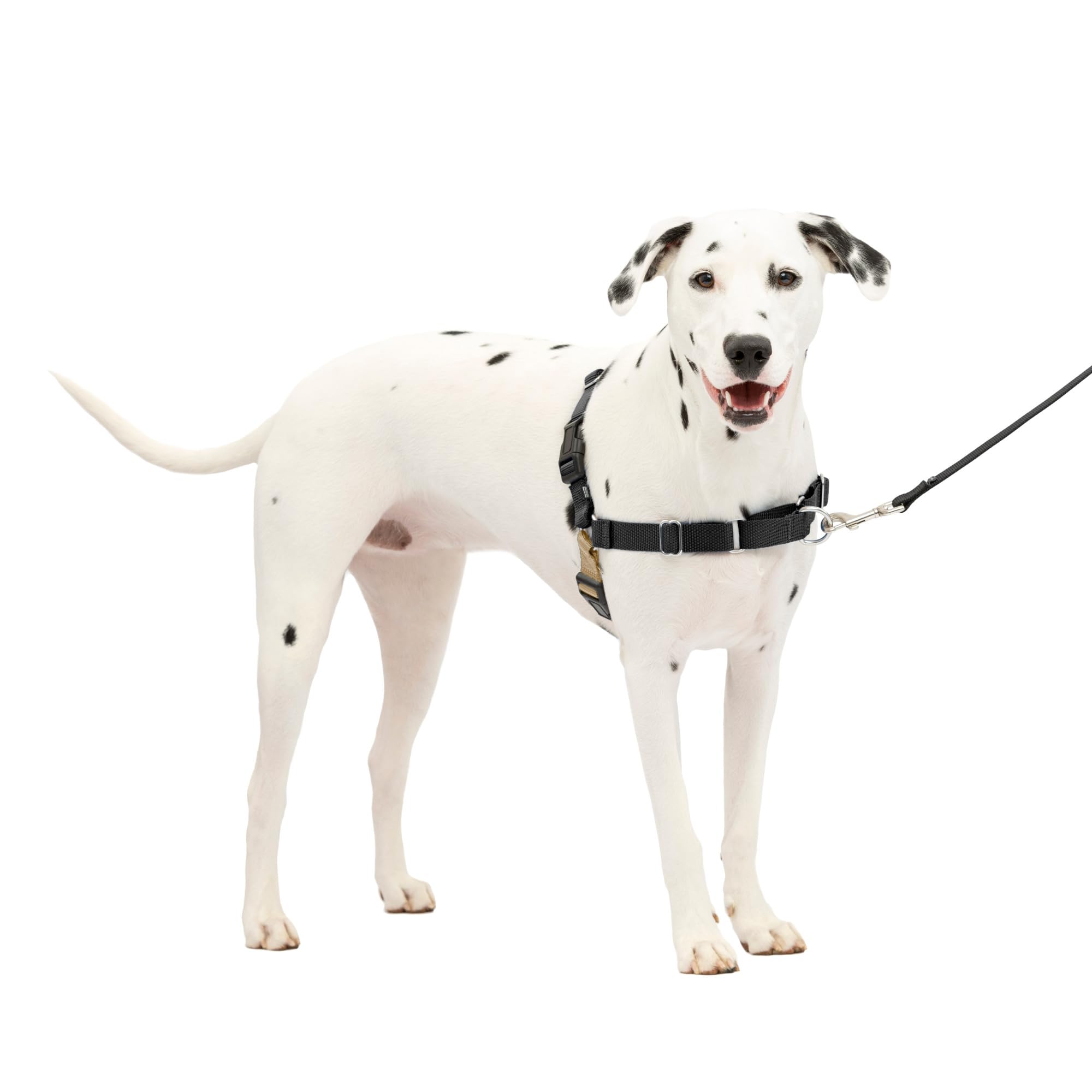 Harnais PetSafe Easy Walk en vue frontale, idéal pour des promenades sans tirage.