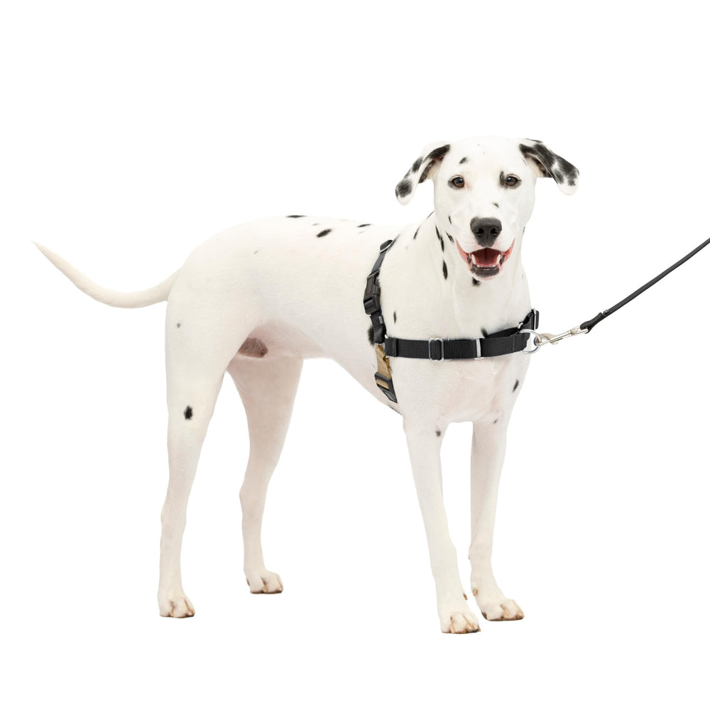 Harnais PetSafe Easy Walk en vue frontale, idéal pour des promenades sans tirage.