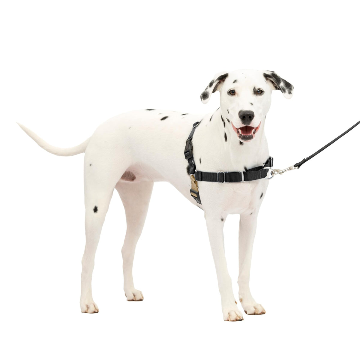 Harnais PetSafe Easy Walk en vue frontale, idéal pour des promenades sans tirage.