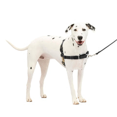 Harnais PetSafe Easy Walk en vue frontale, idéal pour des promenades sans tirage.